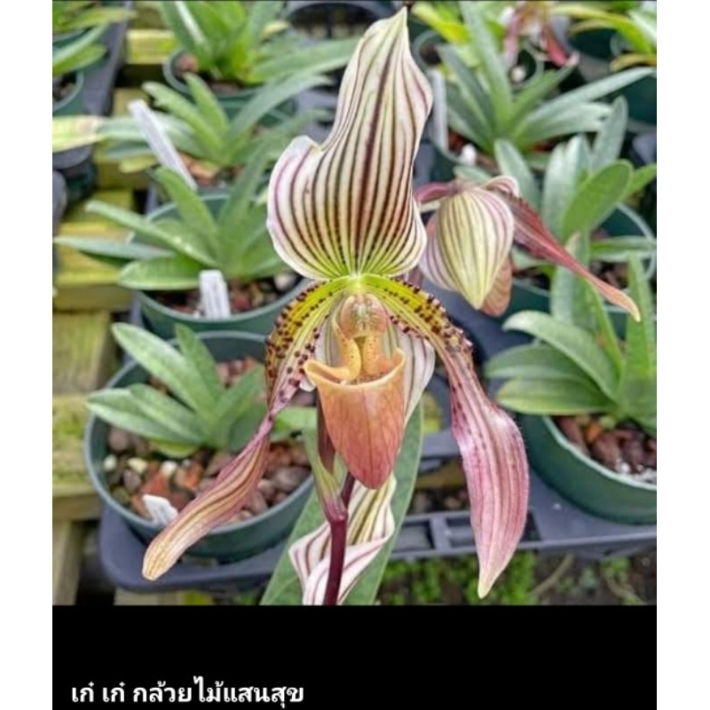 Paph.callosum x Paph.philippinense ต้นเล็ก