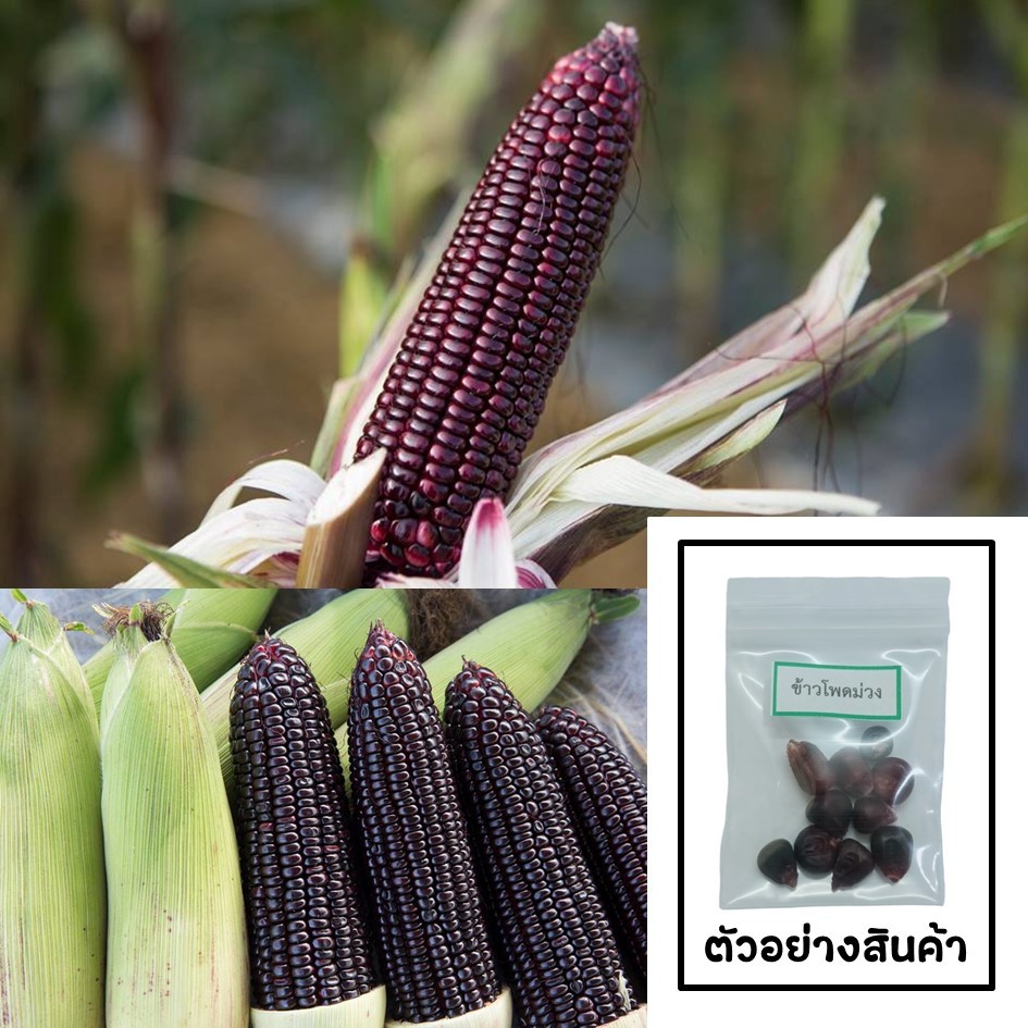 เมล็ดข้าวโพดม่วง 10 เมล็ด 🌱 ซื้อ 10 แถม 2 คละได้ 💥 เลือกของแถมได้ คิดถึงเมล็ดผัก คิดถึง skinsun