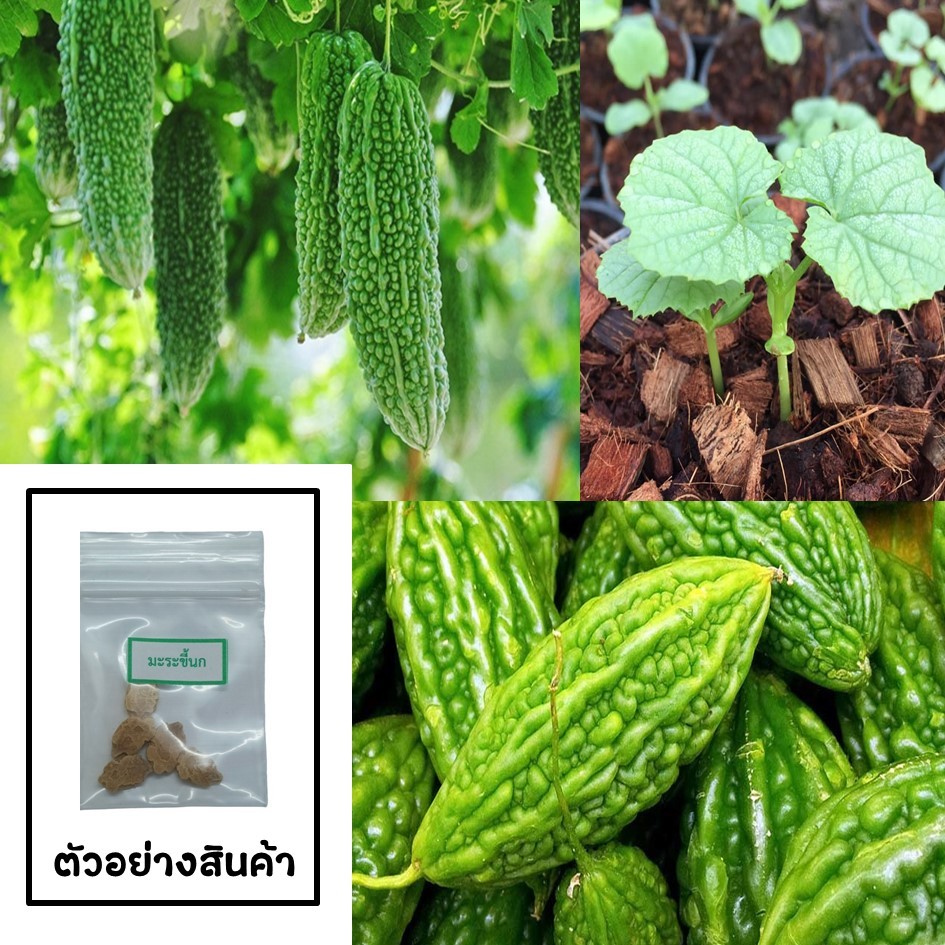 เมล็ดมะระขี้นก 5 เมล็ด 🌱 ซื้อ 10 แถม 2 คละได้ 💥 เลือกของแถมได้ คิดถึงเมล็ดผัก คิดถึง skinsun