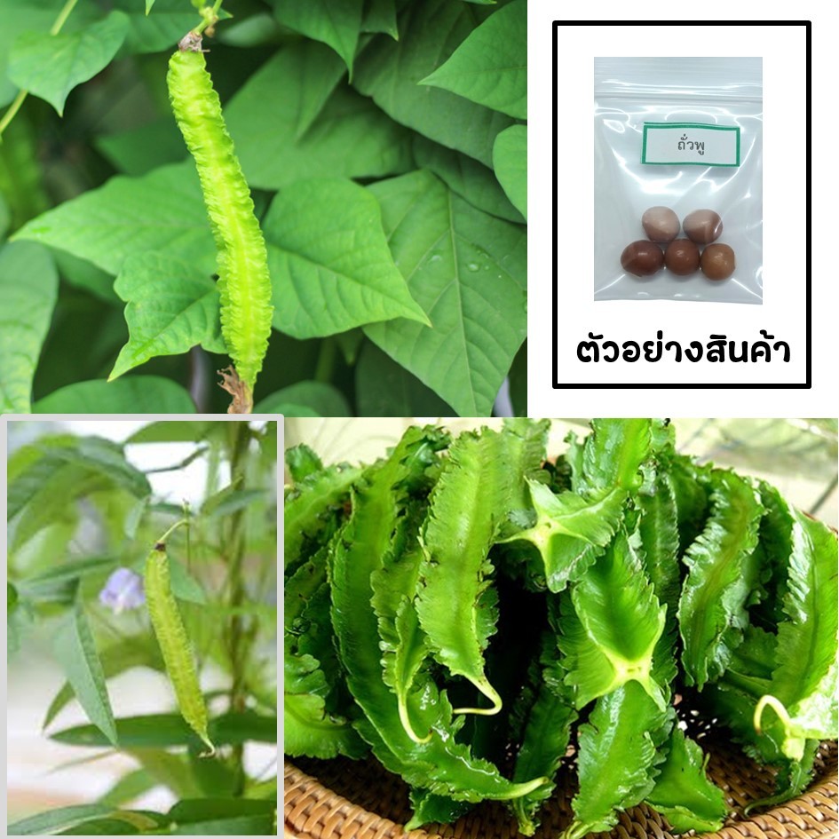 เมล็ดถั่วพู 5 เมล็ด 🌱 ซื้อ 10 แถม 2 คละได้ 💥 เลือกของแถมได้ คิดถึงเมล็ดผัก คิดถึง skinsun