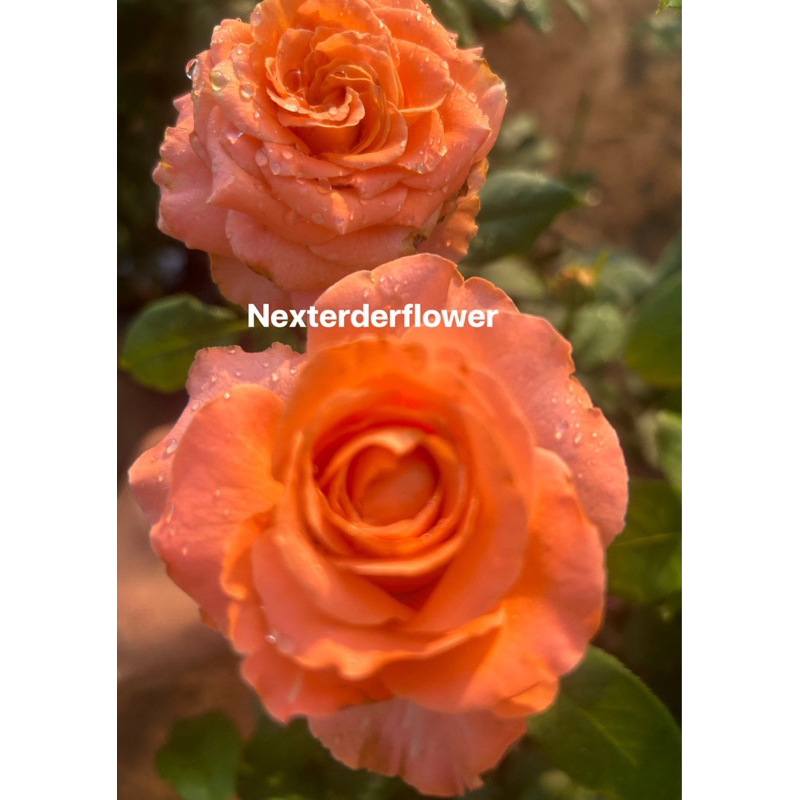 กุหลาบ Coral​ reef​ rose (โครอล รีฟ)  สีส้มซอฟท์ๆๆทรงพุ่ม ​ ดอกสวย ดอกใหญ่ ตัดดอก บานทน