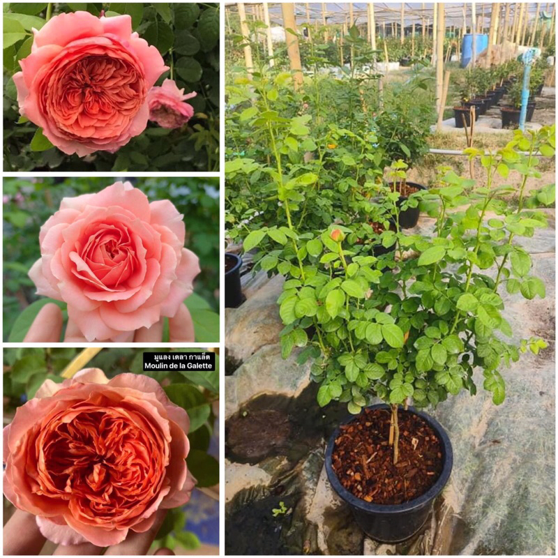 กุหลาบ-มูแลง เดลา กาแล็ต สีส้ม..Moulin de la Galette Orange..(กระถาง 12 นิ้ว)  สีส้ม ดอกใหญ่มาก เลี้ยงง่าย