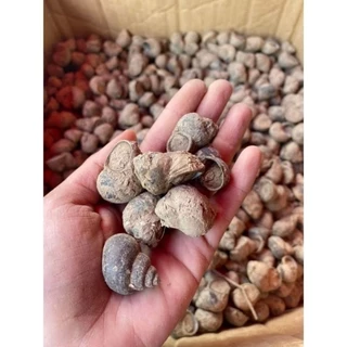⭐🐚แม่พันธุ์หอยขม(หอยจุ๊บ) สายพันธุ์เกษตรยักษ์ เนื้อสีทอง🐚⭐