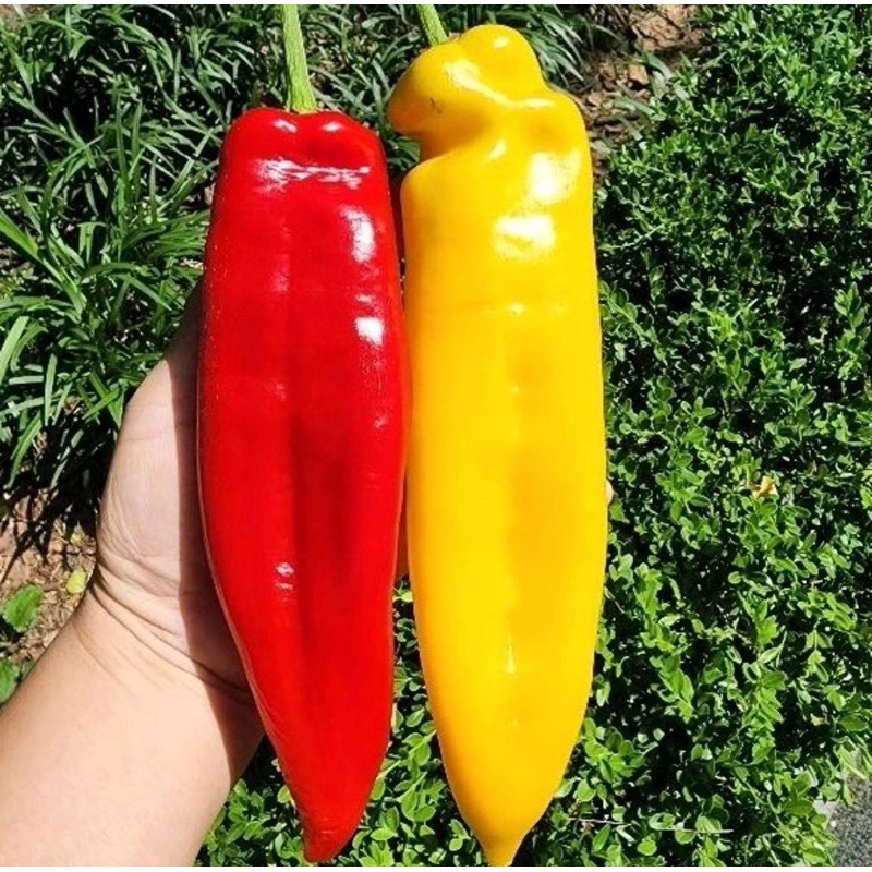 เมล็ดพริกใหญ่ที่สุดในโลก!!เมล็ดพันธุ์Big Jim