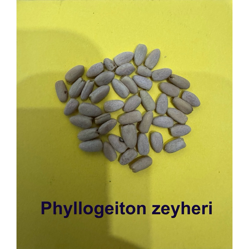 Pink Ivory Seeds เมล็ด Phyllogeiton zeyheri ไม้ชมพู หายาก