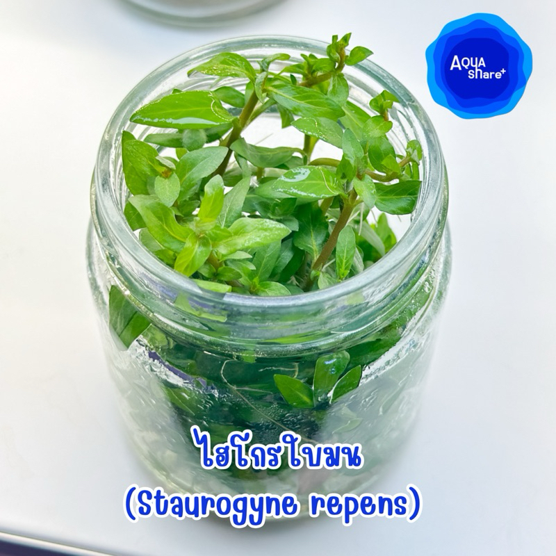 ไฮโกร ใบมน ไม้เนื้อเยื้อ ปราศจากเชื้อ ต้นไม้น้ำ พร้อมส่ง