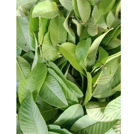ใบฝรั่งสดปลอดสารพิษ เก็บสดส่งตามออเดอร์ 500 กรัม 59 บาท