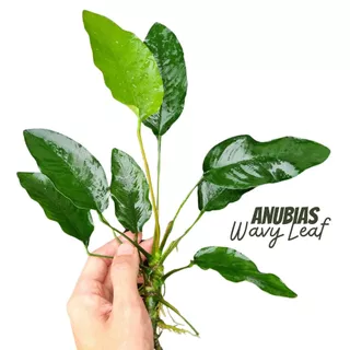อนูเบียสบาเทอรี่ ใบหยัก เลือกขนาดได้ - Anubias Barteri Var. Wavy ต้นไม้น้ำ