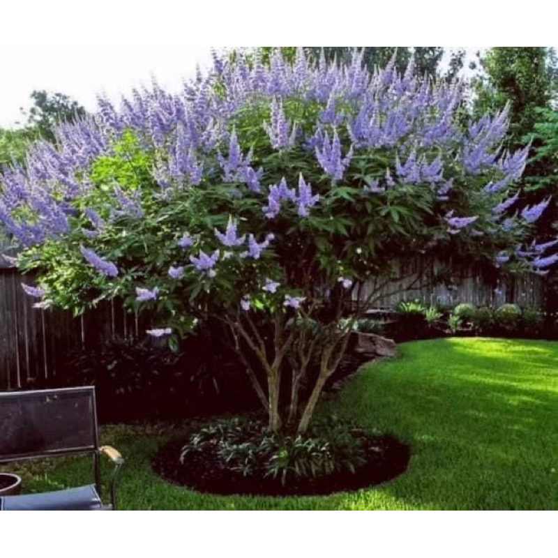 ต้นไวเท็กซ์/ Chaste Berry/ไวเท๊กซ์ แอกนัส แคสตัส (Vitex) (Vitex Agnus-Castus)  ++ โตไวและมีดอกเร็วคะ