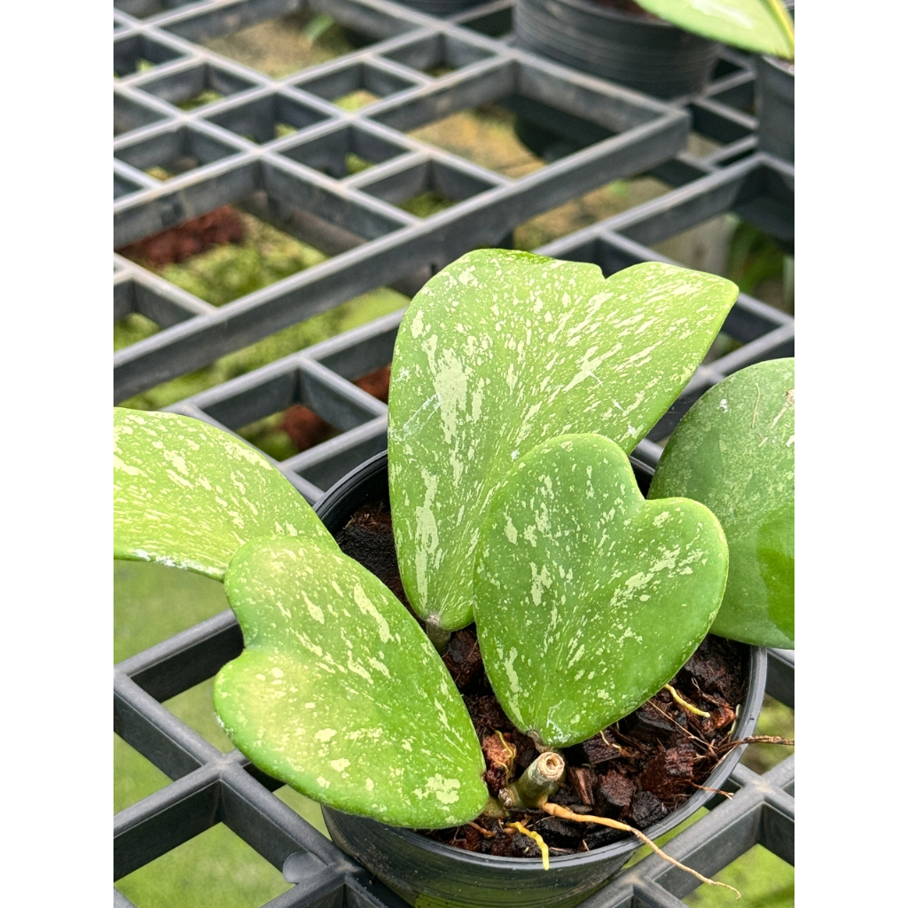 มุมมอง 3