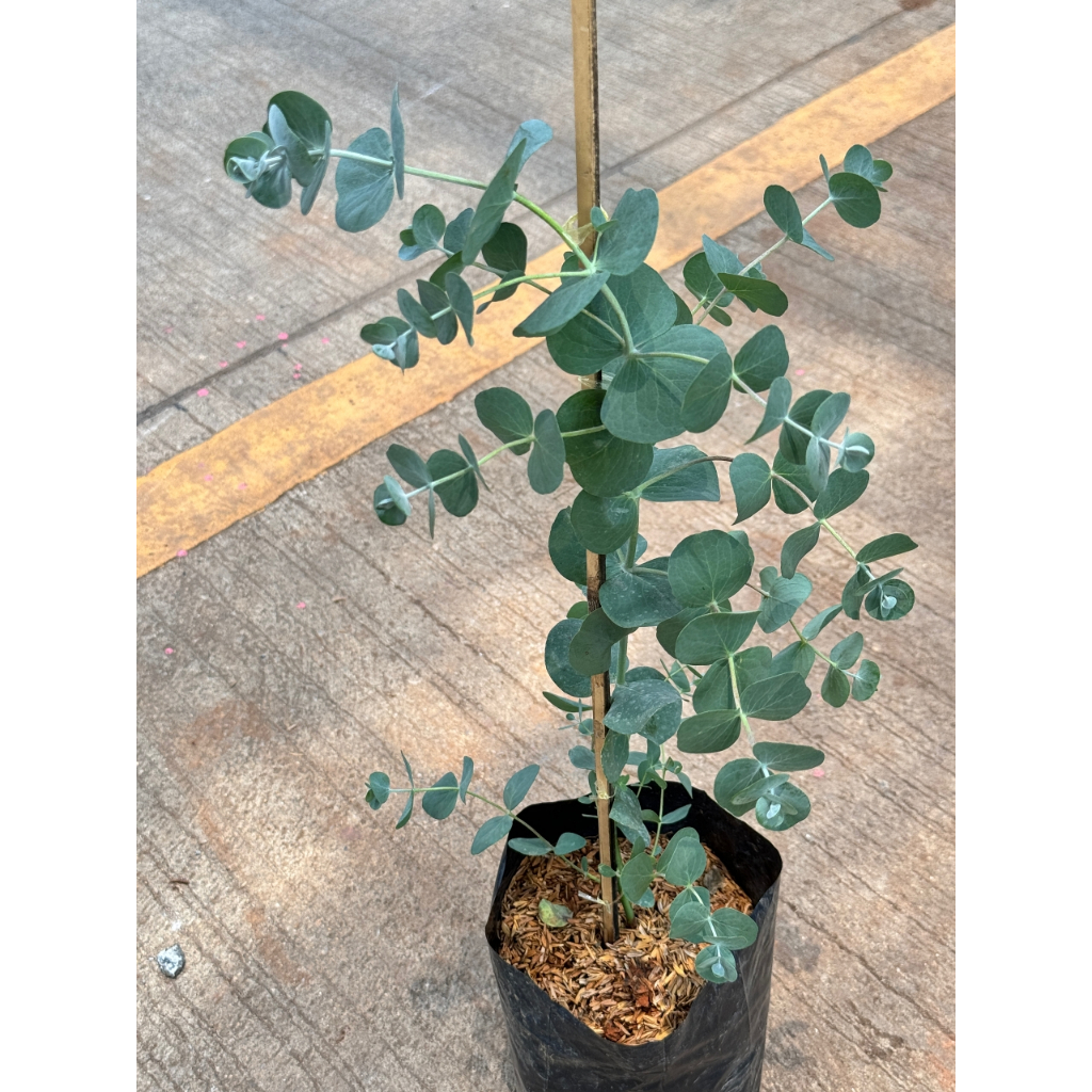 มุมมอง 3