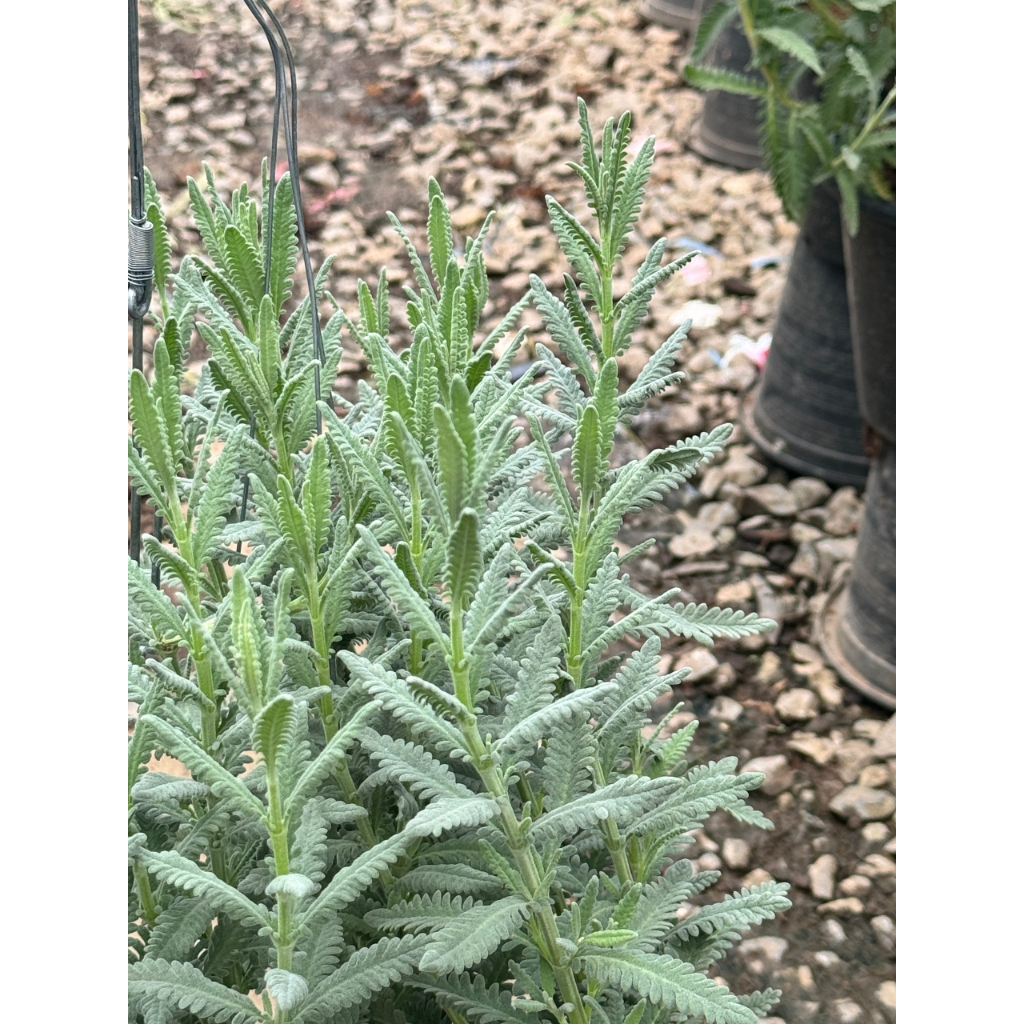 มุมมอง 4