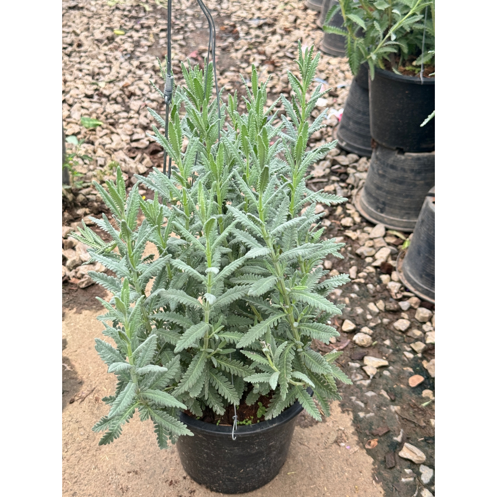 มุมมอง 5