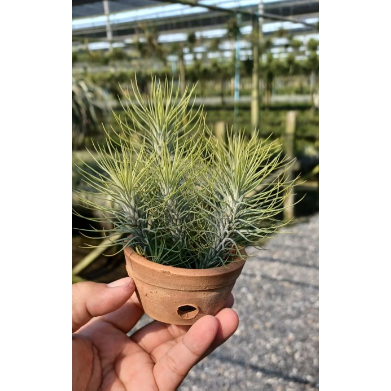 Tillandsia funckiana กระถางดินเผา 3 นิ้ว