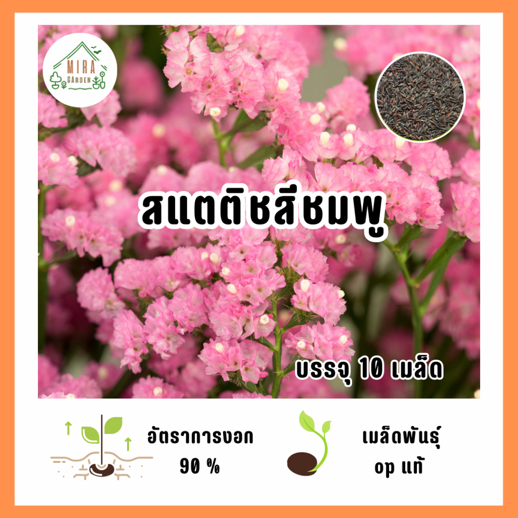 เมล็ดพันธุ์ดอกสแตติช สีชมพู บรรจุ 10 เมล็ด