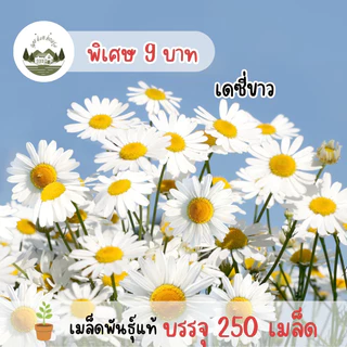 เมล็ดพันธุ์ดอกเดซี่สีขาว 250 เมล็ด