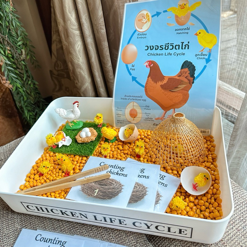 🐣Chicken Sensory Play🐣 กล่องกิจกรรม เรียนรู้วงจรชีวิตไก่ (ฝึกนับเลข1-10)