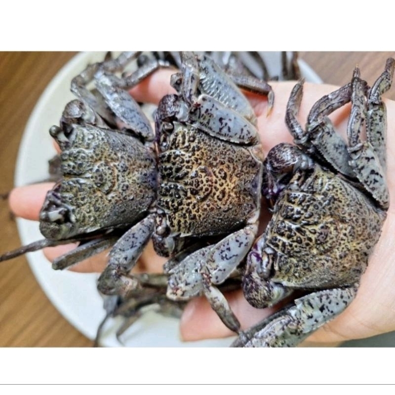 ปูแสมดองเค็ม ปูแสม ปูดอง ใส่ส้มตำแซ่บแน่นอน ( 500 กรัม ) ตัวล้วนไม่มีน้ำ