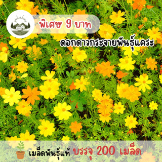 ดาวกระจายสีส้มเหลือง(พันธุ์แคระ) 200 เมล็ด