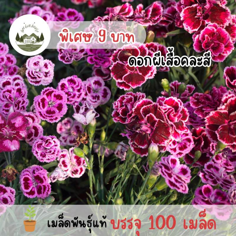 เมล็ดพันธุ์ดอกผีเสื้อ(ดอกไม้ทานได้) 100 เมล็ด