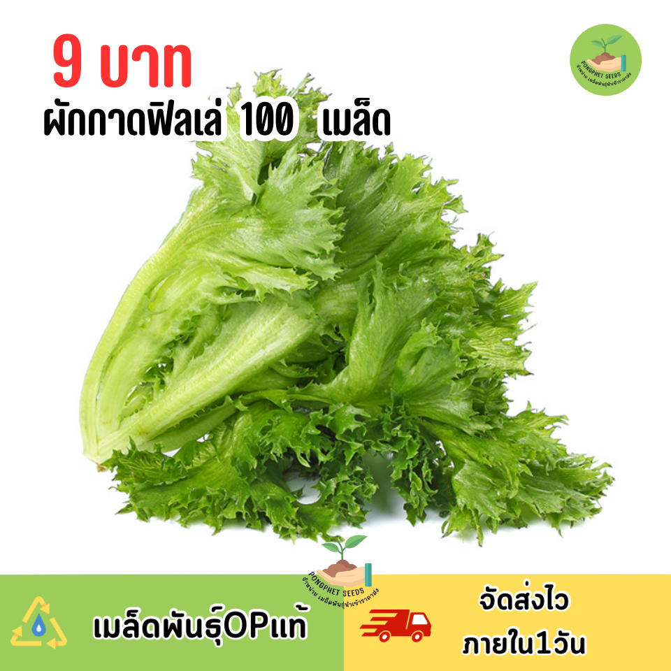 9บาท ผักกาดสลัดฟิลเล่ 100 เมล็ด