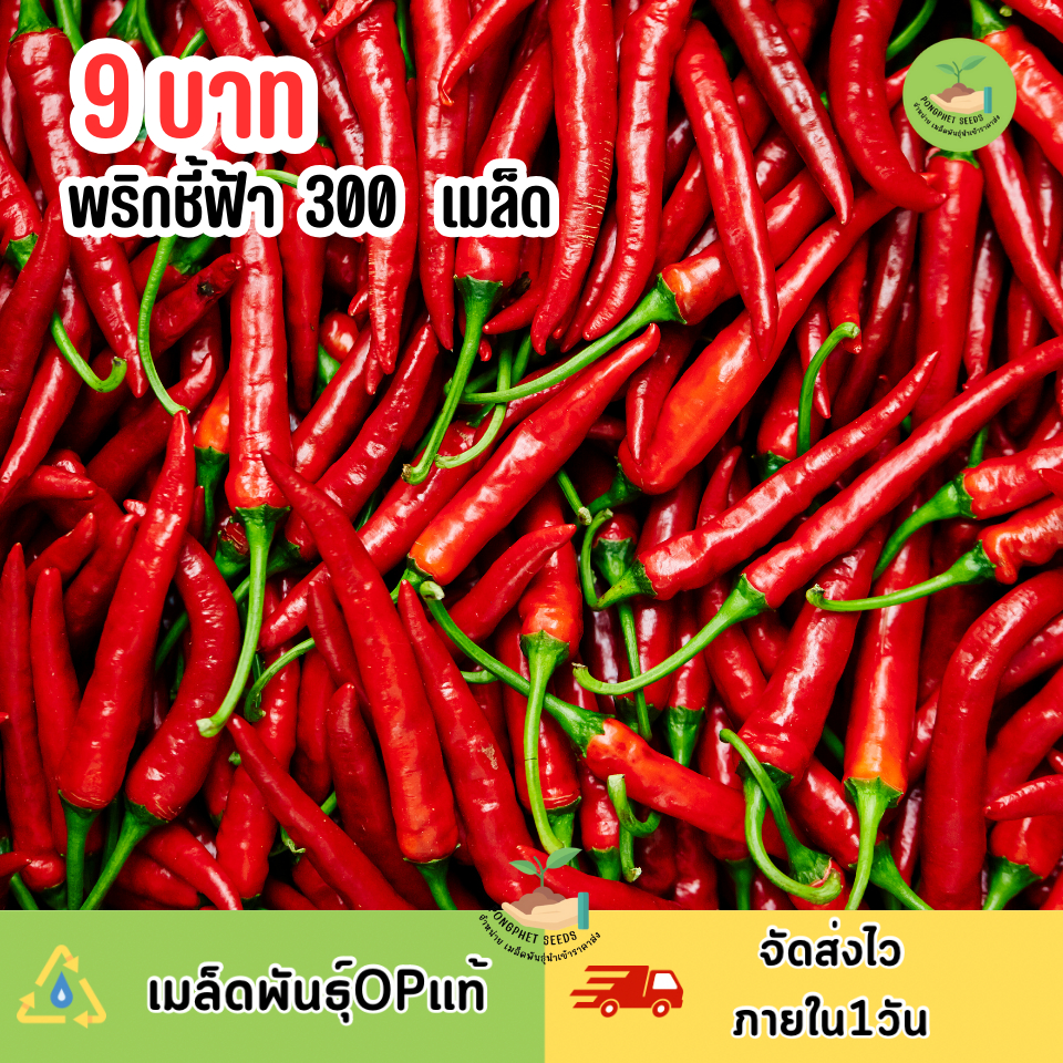 9บาท พริกชี้ฟ้า 300 เมล็ด