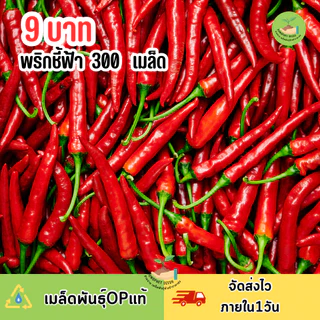 9บาท พริกชี้ฟ้า 300 เมล็ด