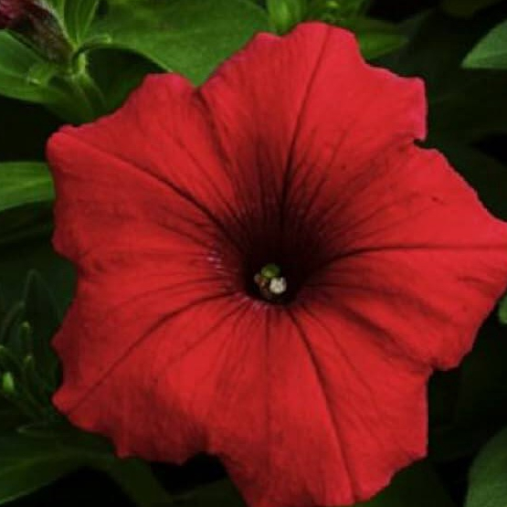 100 เมล็ดพันธุ์ พิทูเนีย (Petunia) สายพันธุ์ Carpet ดอกสีแดง