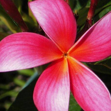 10 เมล็ด ลีลาวดี ลั่นทม Plumeria Seeds สายพันธุ์ Plumeria Tequila Sunrise