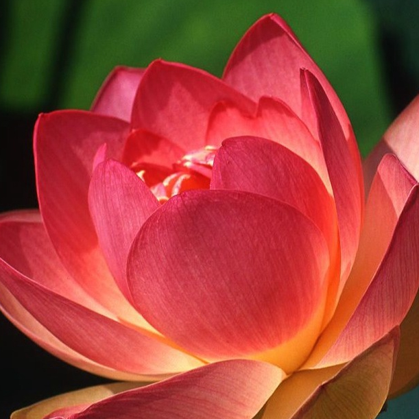5 เมล็ด บัว ดอกสีแสด ดอกใหญ่บัวดอกบัว ปลูกบัว เม็ดบัว Lotus seeds