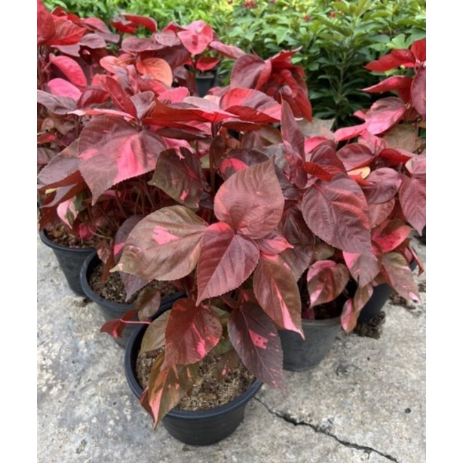 ต้นหูปลาช่อนแดง ไม้ใบด่าง ใบแดง กระถาง 8 นิ้ว