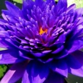 เมล็ดบัวฉลองขวัญ (King of Siam) สีม่วง 5 เมล็ด