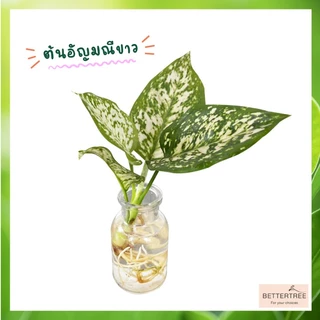 ต้นไม้เลี้ยงน้ำ(จำนวน 1 ต้น) ช่วยฟอกอากาศ สามารถเลี้ยงกับน้ำได้💧 พลูด่าง ไม้น้ำ
