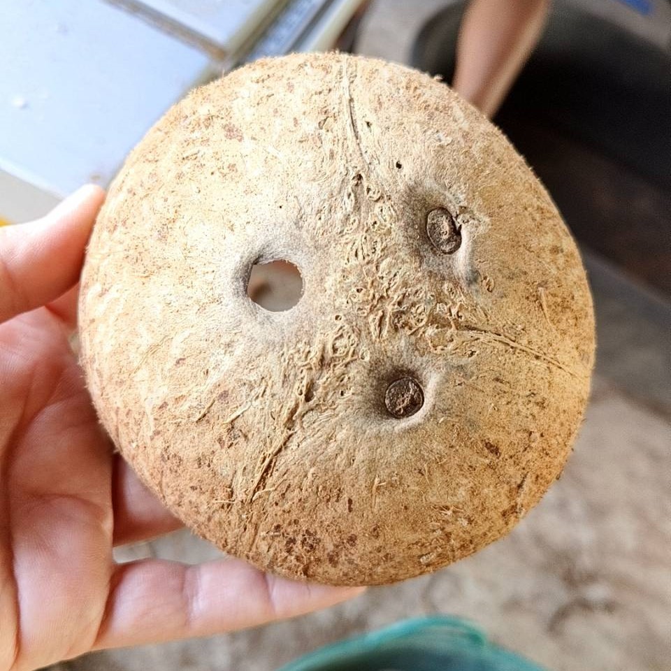 กะลามะพร้าว (ฝาบน) ตัดขอบเรียบ มีตา มีหลายขนาด ขัดด้านนอก ขัดด้านใน