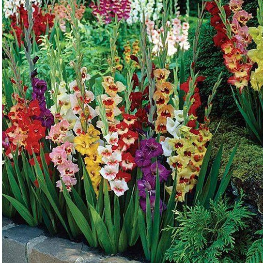 10หัว/ชุด คละสี แกรนดิโอลัส (Gladiolus) หรือดอกซ่อนกลิ่นฝรั่ง เป็นดอกไม้แห่งคำมั่นสัญญา ความรักความผูกพัน ดอกแห่งรักแท้