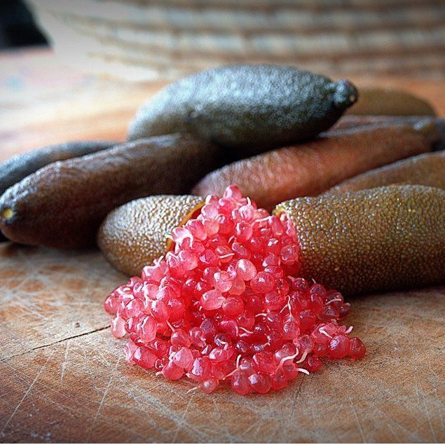 ต้นมะนาวนิ้วมือ มะนาวคาเวียร์ Finger lime พันธุ์ RED RUBY ลำต้นสูง 30 ซม