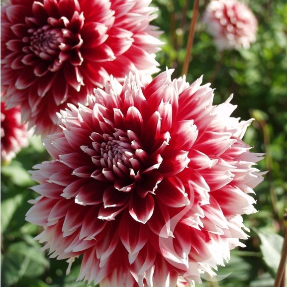 1 เหง้า รักเร่ Dahlia สายพันธุ์ Red Fubuki หัวรักเร่ ดอกไม้ ดอกรักเร่