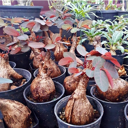 1 ต้น ขนาด 200 กรัมขึ้นไป มะยมเงิน มะยมทอง เรียกทรัพย์ (Phyllanthus mirabilis)