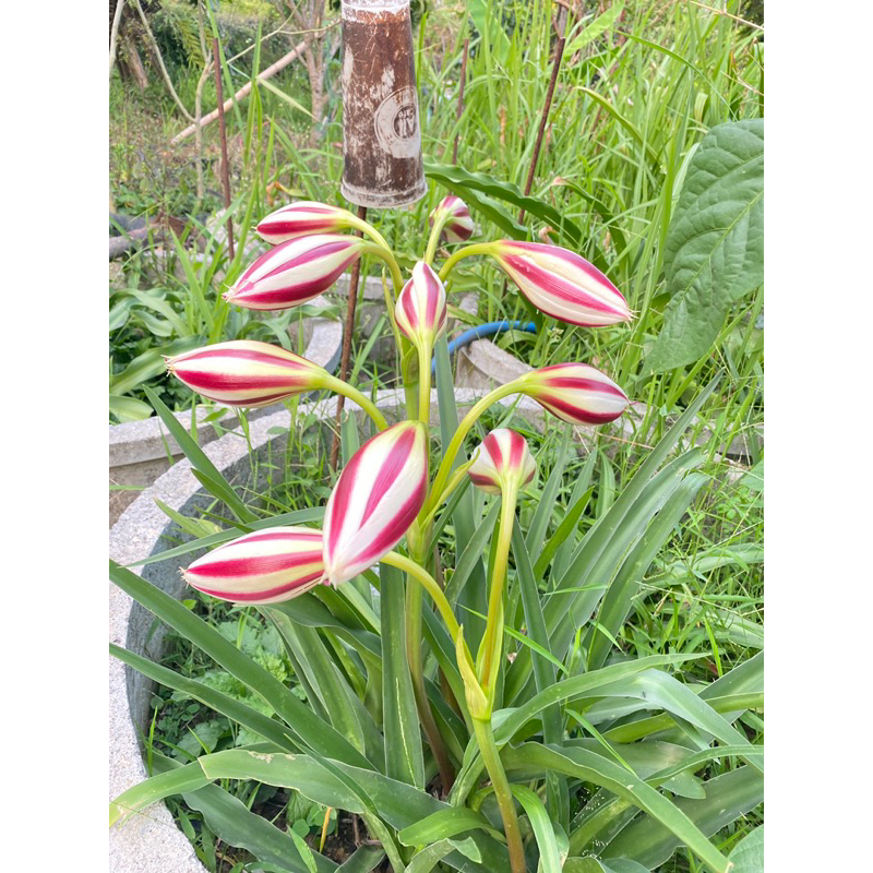 หัวดอกพลับพลึงชินโต Crinum cintho alpha หัวละ 50-200 บาท