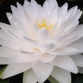 เมล็ดบัว สายพันธุ์ สโนว์บอล กอนเนียร์ สีขาว 5 เมล็ด