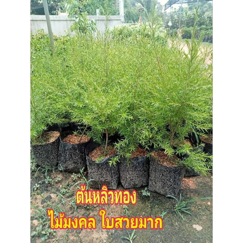 ต้นหลิวฉัตรทอง/ต้นหลิวทอง ไม้มงคล ใบสวย เสริมความมั่งคั่งร่ำรวย สูง 30-60 ซม. - รูปที่ 4