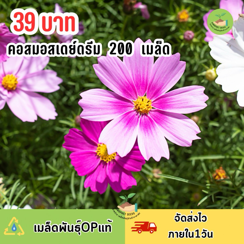 คอสมอส เดย์ดรีม บรรจุ 200 เมล็ด ดอกสวยขาวอมชมพู