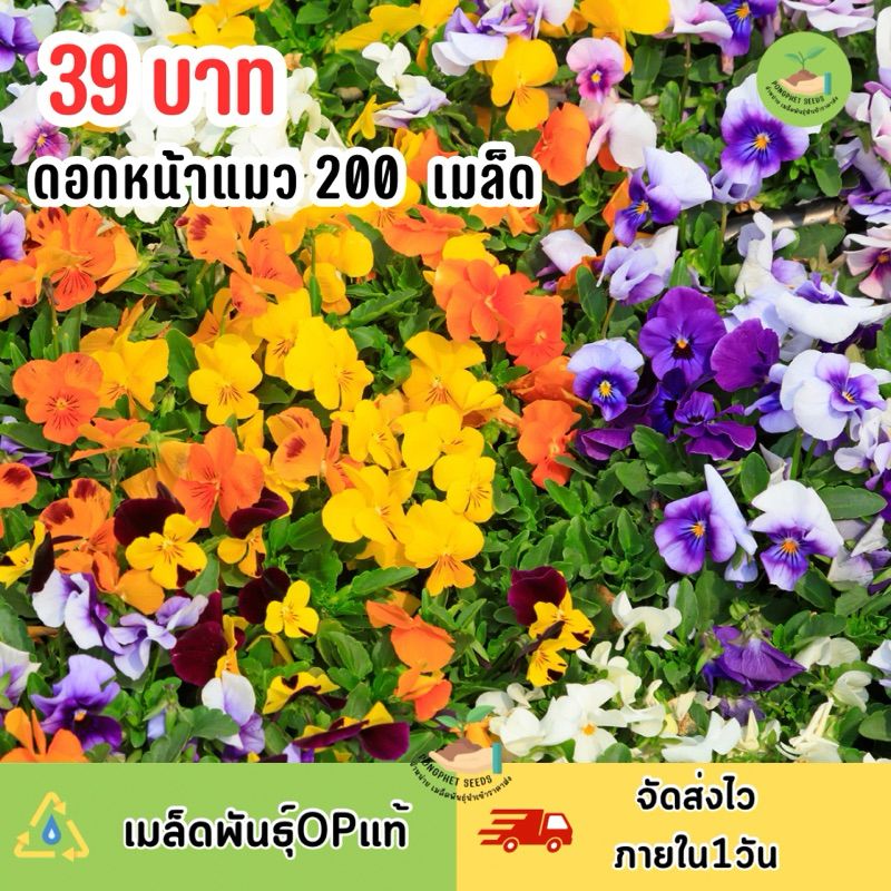 เมล็ดพันธ์ุ ดอกหน้าแมวคละสี บรรจุ 300 เมล็ด ถูกสุดคุ้ม ‼️

<p>“><center></p>
<h4></h4>
<p><p><font color=