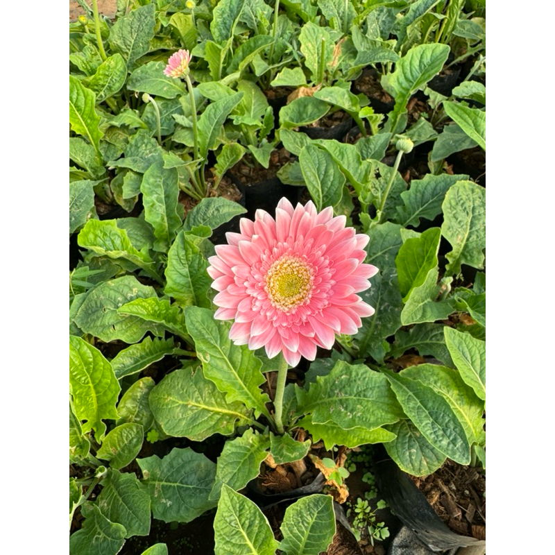 ต้นดอกเยอบีร่า สีชมพูขอบขาวไส้เขียว
