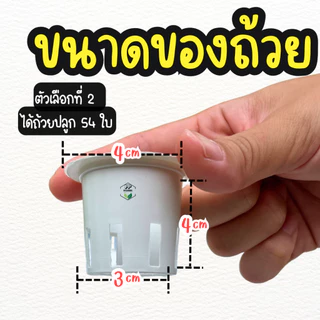กล่องโฟมปลูกผัก อนุบาลต้นกล้า กล่องโฟม 54 ช่อง สำหรับอนุบาลต้นกล้า ปลูกผักบุ้ง คื่นฉ่าย (**พร้อมถ้วยปลูก 54 ใบ**)