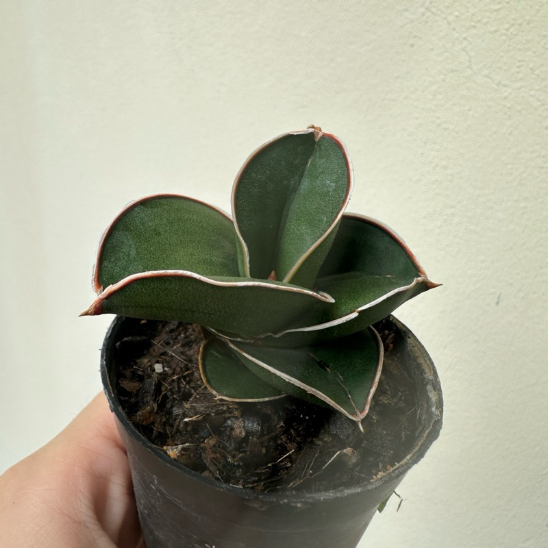 Sansevieria Samurai ซามูไรแคระ