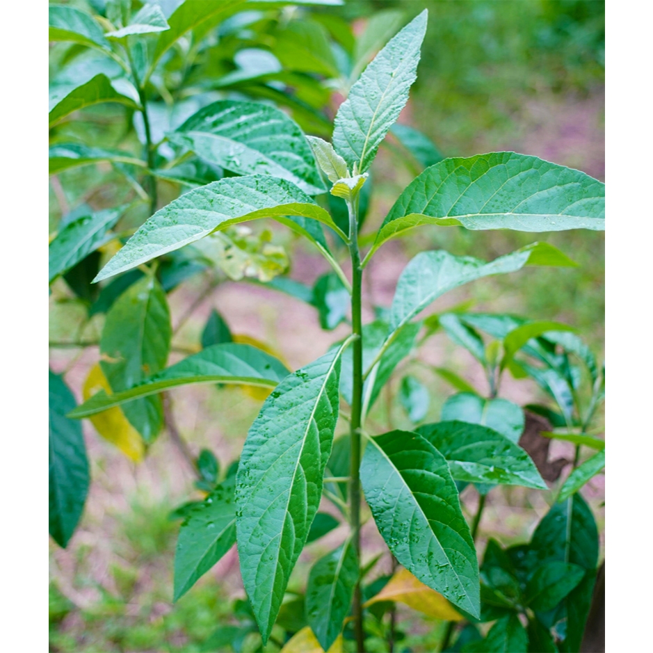 ต้นพันธุ์หนานเฉาเหว่ย/ป่าช้าเหงา ขนาด15-20ซม. (พร้อมกระถาง5นิ้ว)