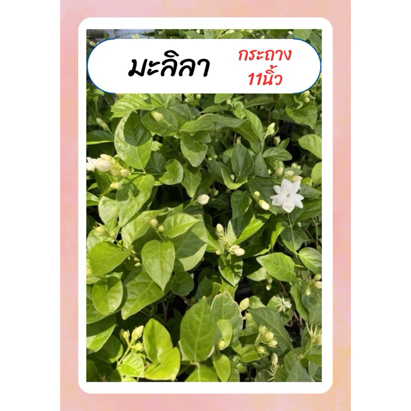 มะลิลา มะลิร้อยมาลัย มะลิหอม มะลิวันแม่ ดอกหอม เลี้ยงง่าย กระถาง11นิ้ว