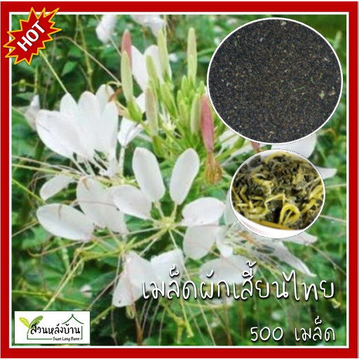 500 เมล็ด ผักเสี้ยนไทย ผักเสี้ยน ผักเสี้ยนบ้าน ผักเสี้ยนขาว ผักส้มเสี้ยน