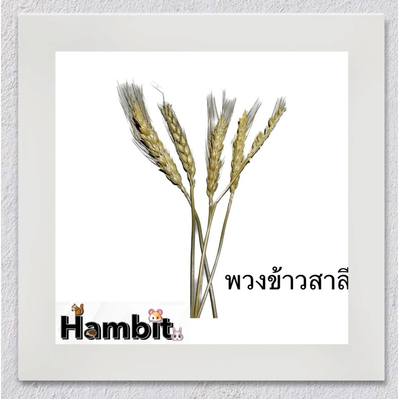 Hambit. ข้าวสาลี สำหรับ นก แฮมเตอร์ ขนมแฮมเตอร์ อาหารนก อาหารแฮมเตอร์